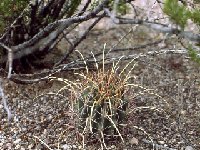 Glandulicactus uncinatus wrightii Texas -JL001.jpg